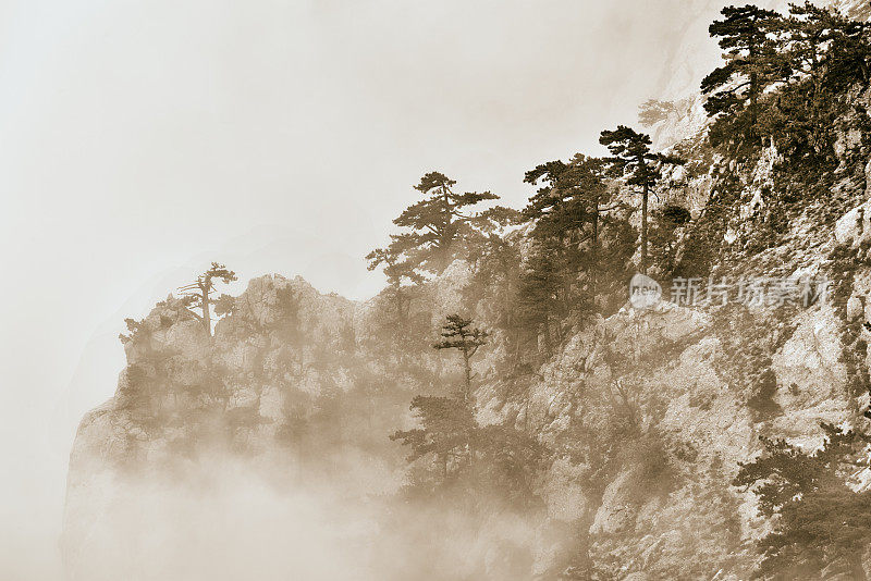 苍松在雾中，山坡上