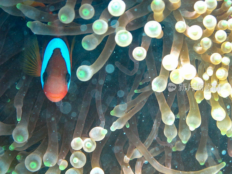 海葵鱼(海葵科)和海葵(海葵科)