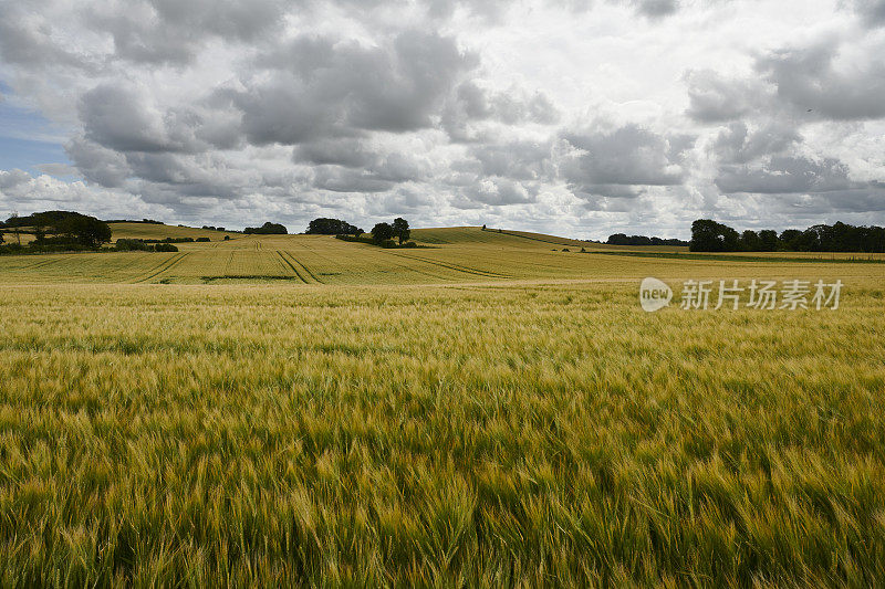 大麦作物田