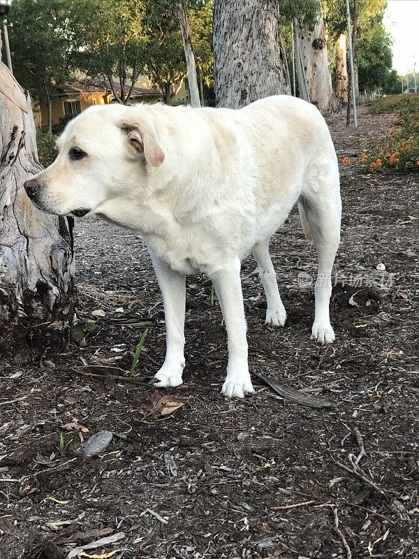 拉布拉多寻回犬