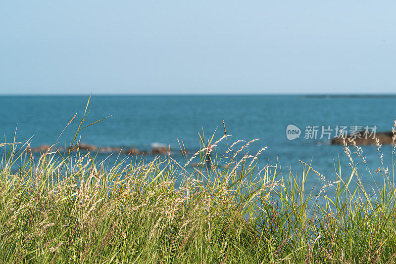 海风吹着的野草，生长在海岸边