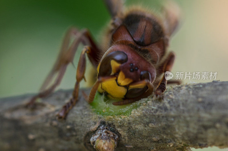 吃黄蜂