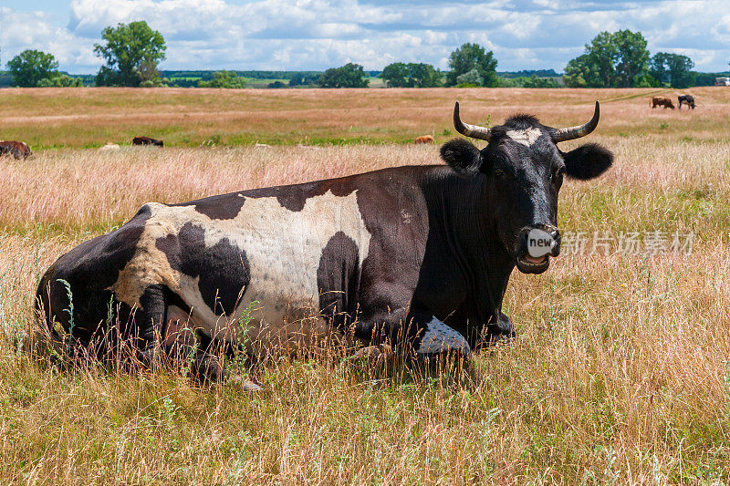 吃草后休息的一头牛。