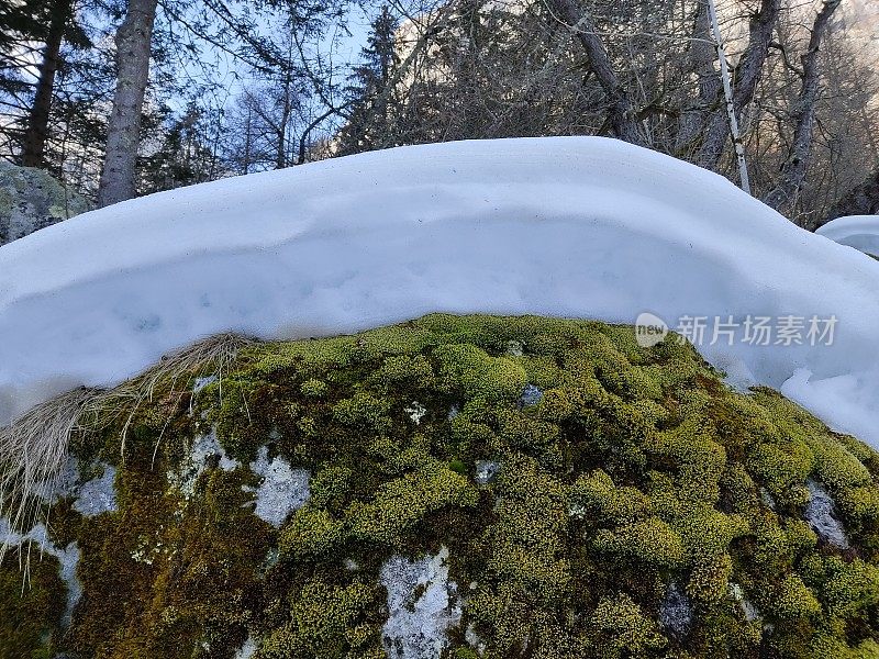 大岩石上覆盖着青苔和雪层