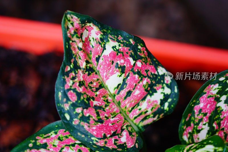 粉色和绿色的Aglaonema