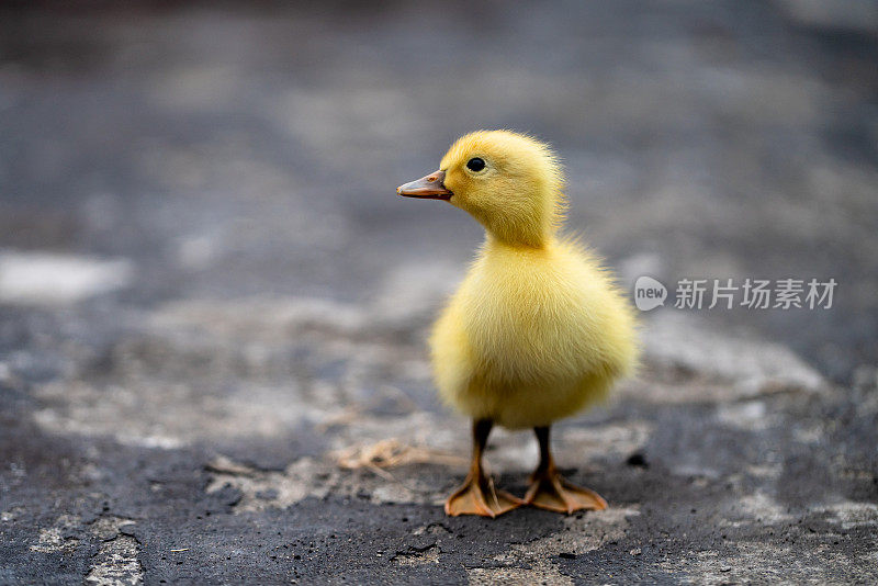 小可爱的小鸭子