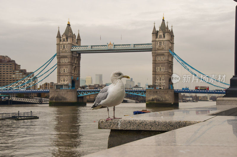 海鸥和伦敦塔桥