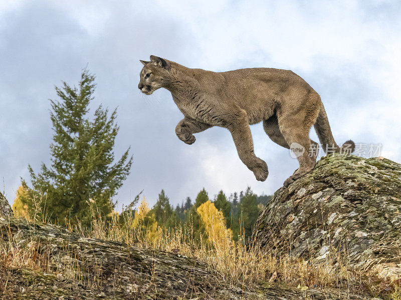 美洲狮在自然秋季设置圈养