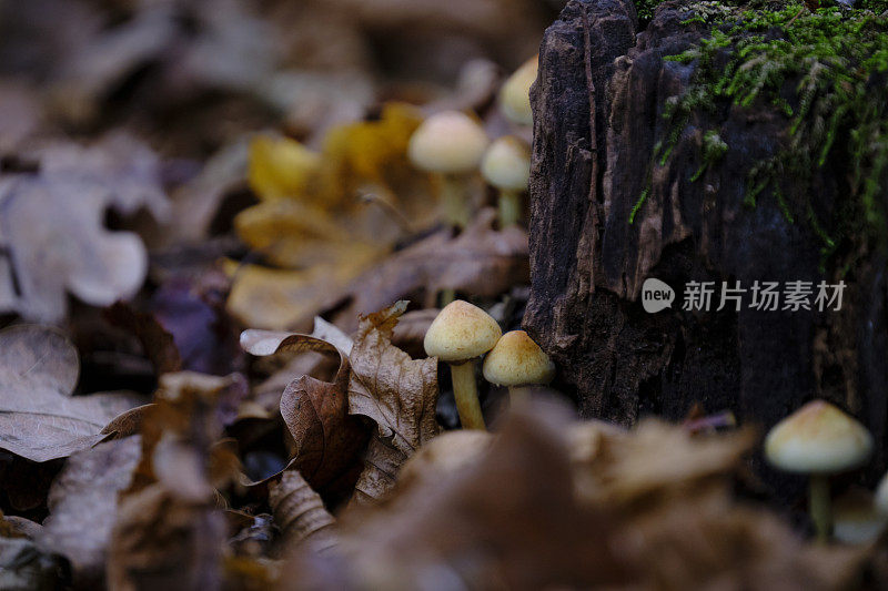 树上蘑菇的特写镜头