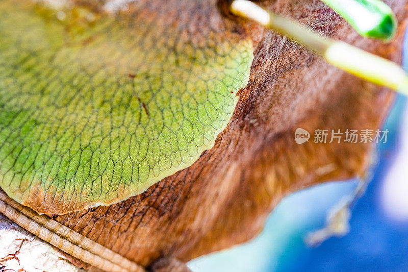 鹿角蕨植物的细节