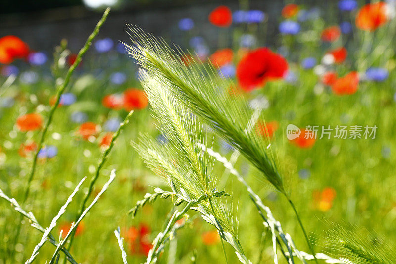 初夏五彩缤纷的草地