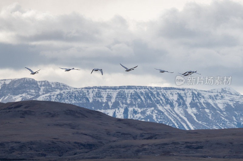 六只号手天鹅飞向冰冻湖野生动物管理区