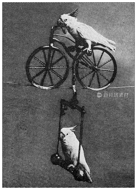 古董黑白照片:马戏团的动物，骑自行车的鹦鹉