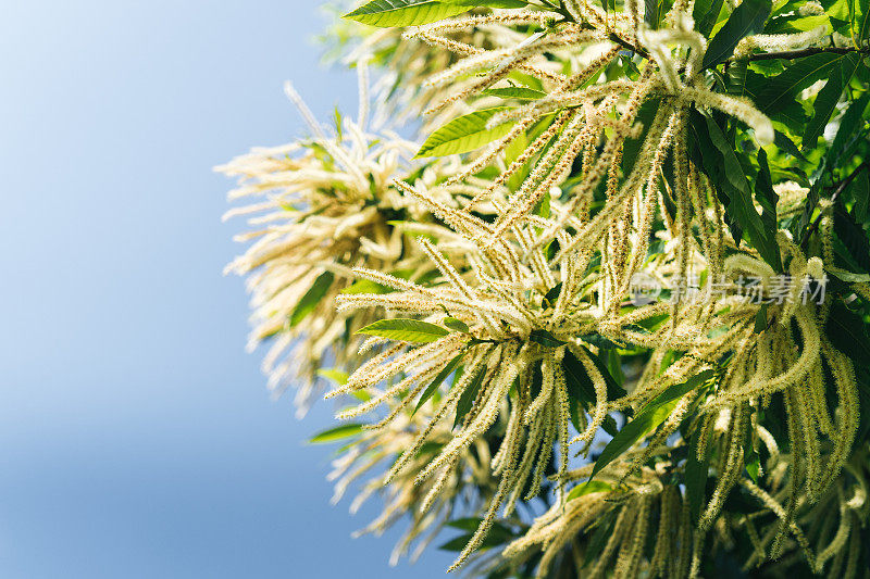 郁郁葱葱的灌木丛中盛开着大量的花粉