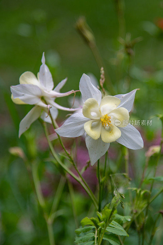 耧斗菜野花