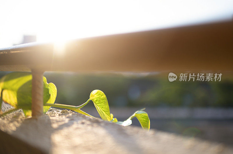 植物从公寓阳台爬出来，背光的夕阳