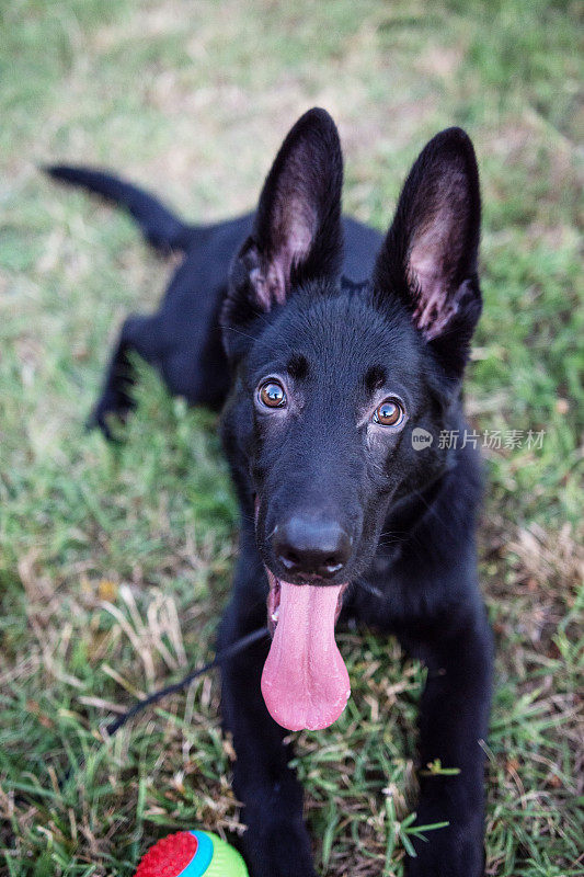 一只德国牧羊犬带着它的球在后院的草坪上