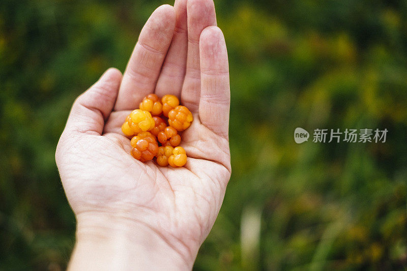 新鲜成熟的云莓在男性手中