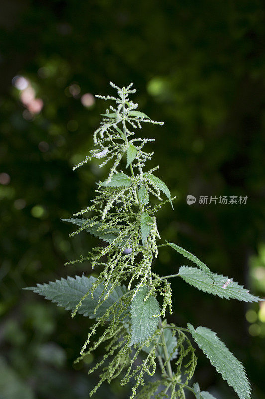 花中的刺荨麻或普通荨麻(荨麻属)