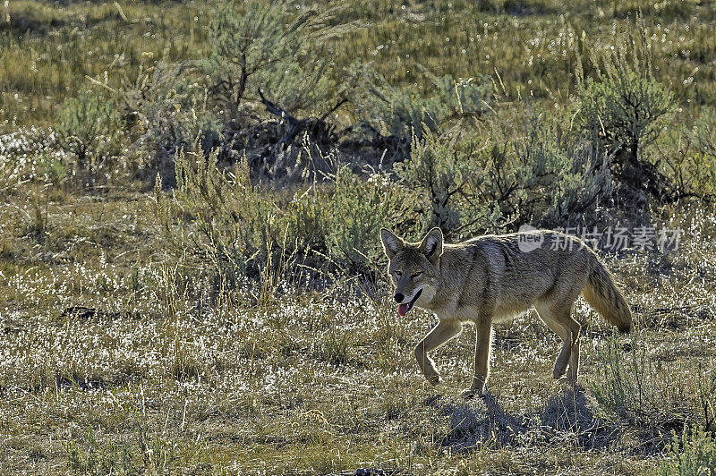 在怀俄明州的黄石国家公园，雾中的郊狼。