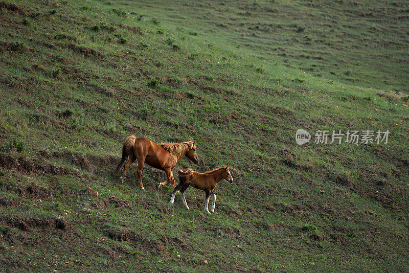 马在中国河北省北部的山区草原上吃草