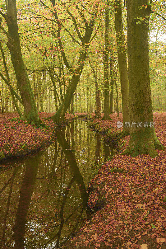 在秋天，小溪流经山毛榉树林