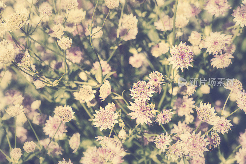 Astrantia鲜花的背景