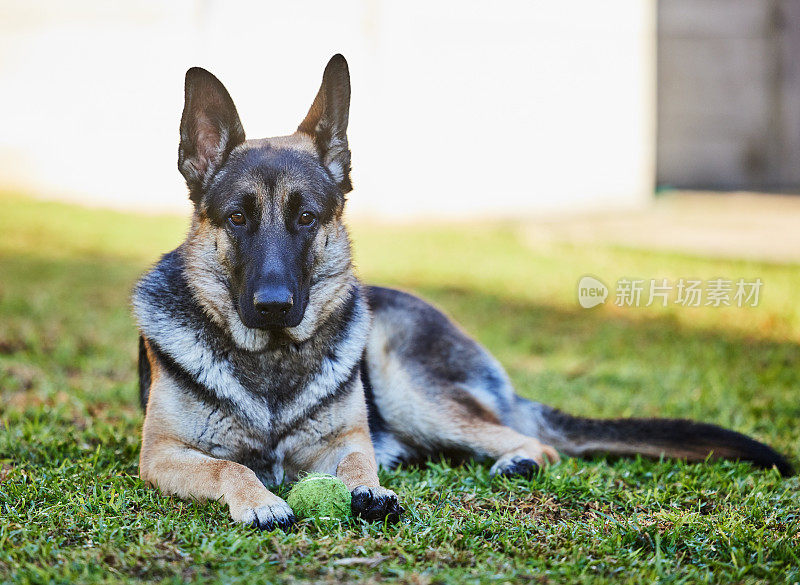 在家里，一只可爱的德国牧羊犬躺在外面的草地上