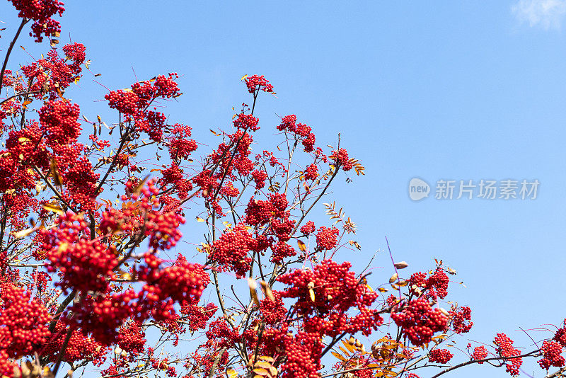 大量的红玫瑰浆果。罗文树枝在蓝色背景上。秋天的本性。