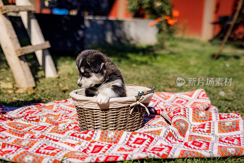 西伯利亚哈士奇小狗坐在木篮子里