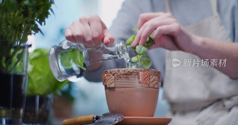 女性在家庭厨房里照料种植的食用药草