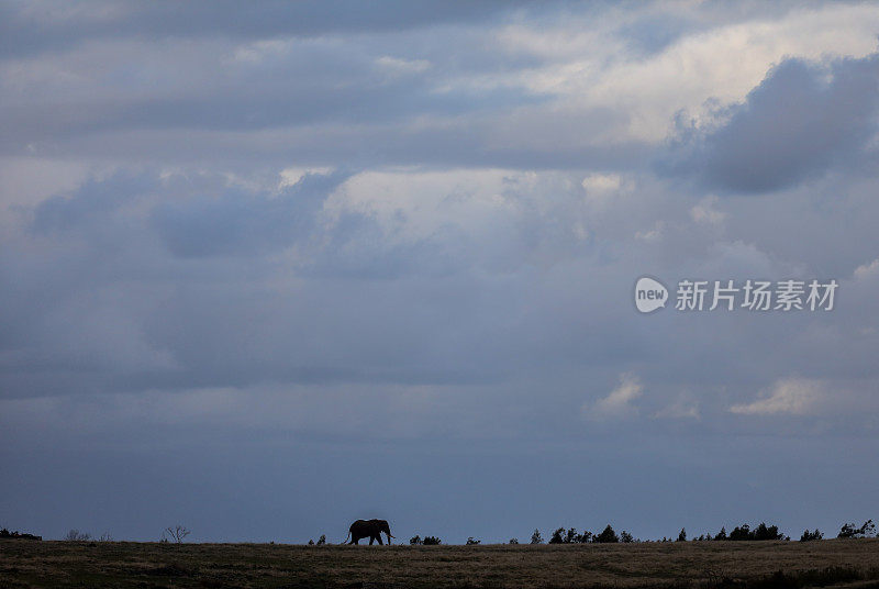 一只孤独的大象在日落时的剪影，背景是雨云。