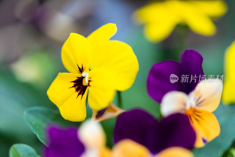 堇菜三色紫罗兰花