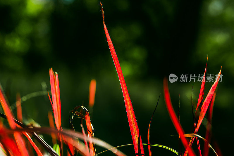 春天的草地。自然背景。花和植物。