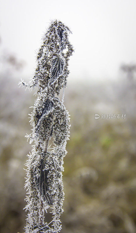 荨麻的冻茎，枯叶上覆盖着白霜