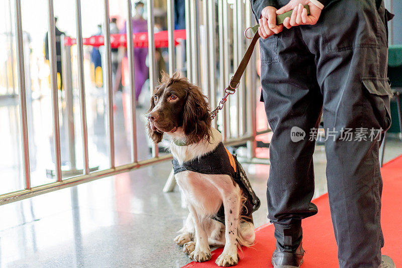 工作中的警犬