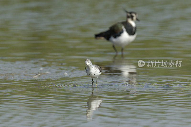 沼泽风笛手