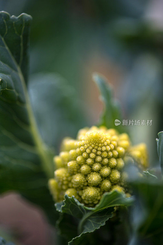 绿色罗马花椰菜在冬季菜园