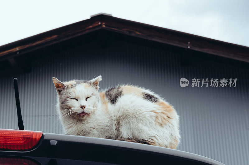 一只伸出舌头睡觉的老白花猫的形象