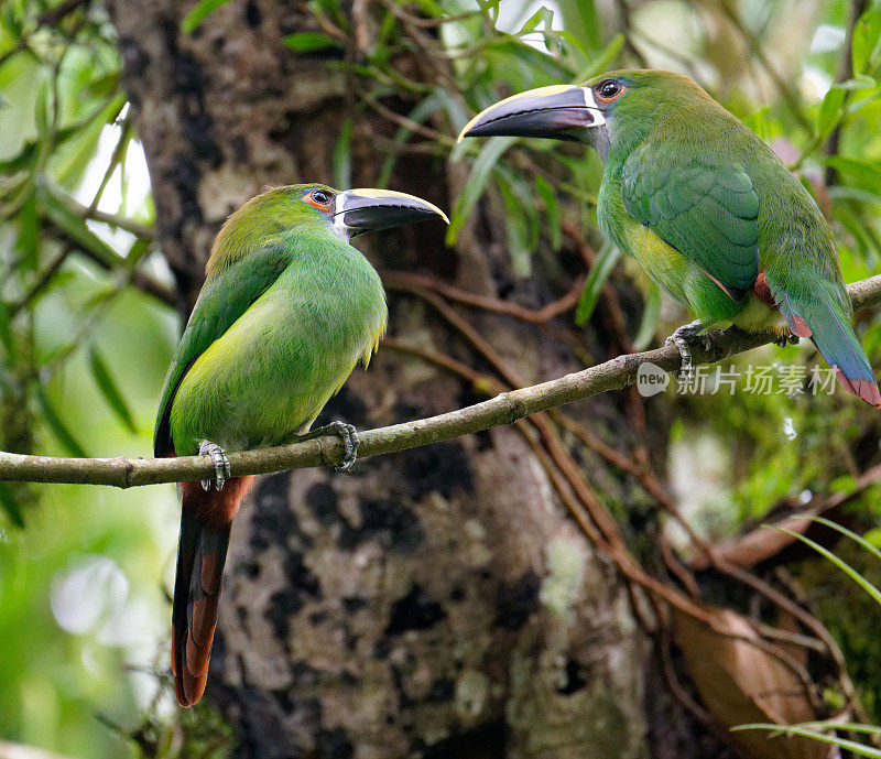 翡翠Toucanet南部