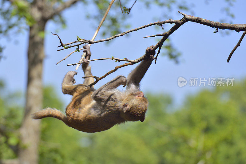 猴子在树林里玩