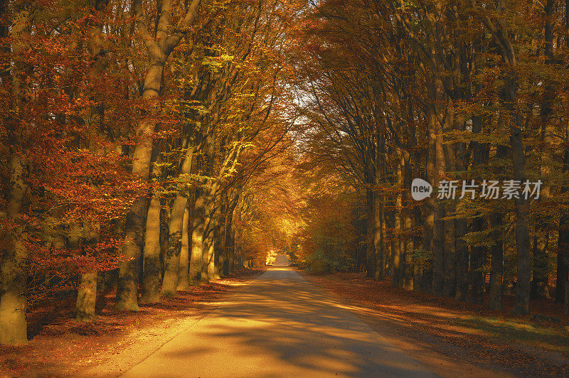 在秋天穿过山毛榉树林的路