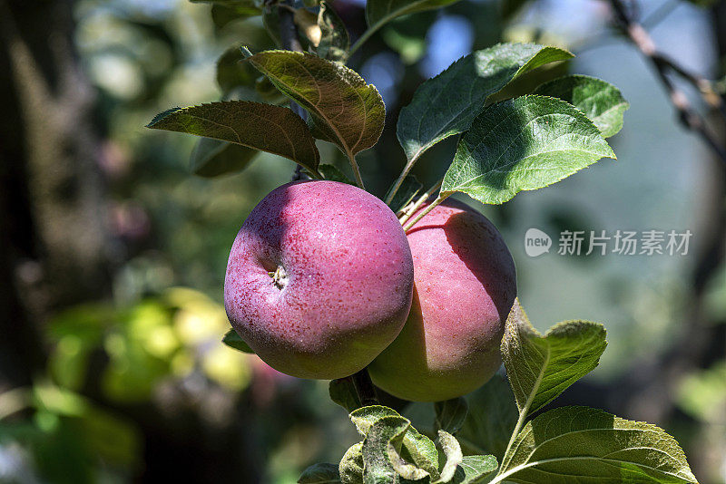 花园里苹果树的树枝上有两个红苹果