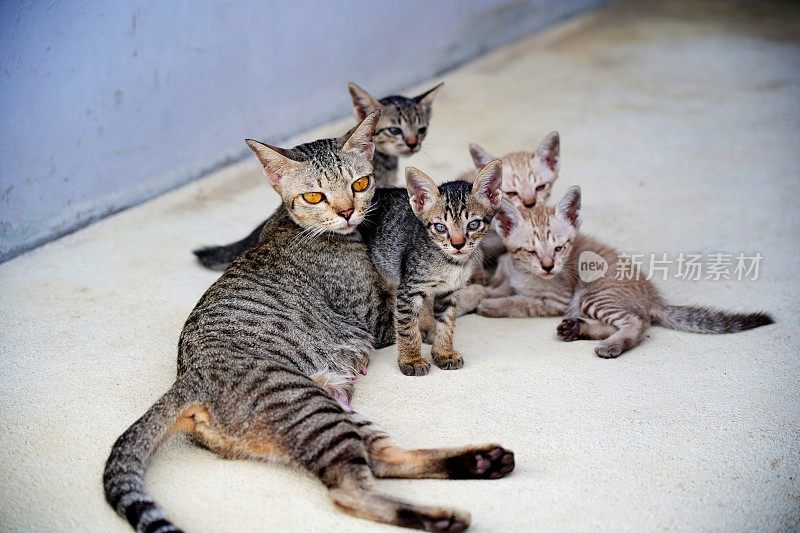 猫妈妈和小猫们