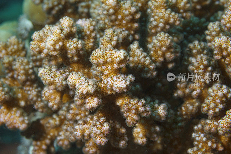 手指珊瑚海洋生物特写。硬珊瑚礁水下照片水肺潜水员的观点红海