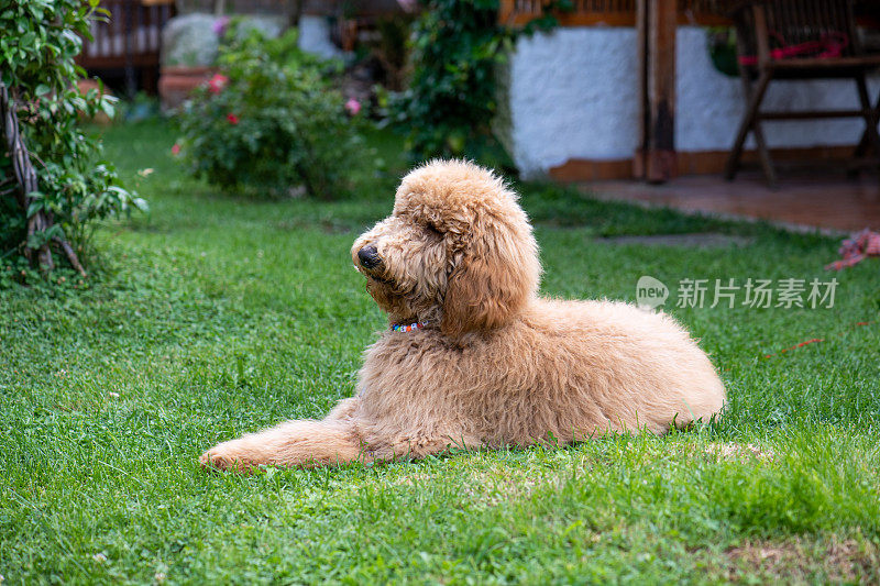 花园里的巨型贵宾犬