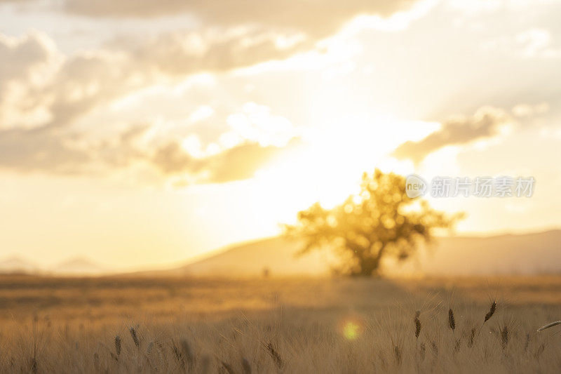 麦地在刮风的天气里，黄色的暖色在夕阳下金黄的麦穗