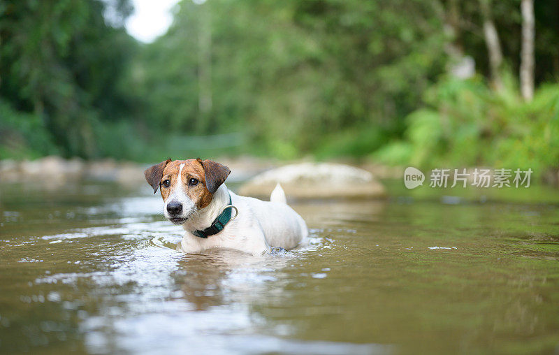 杰克罗素梗狗狗在岩石森林溪流在热带森林