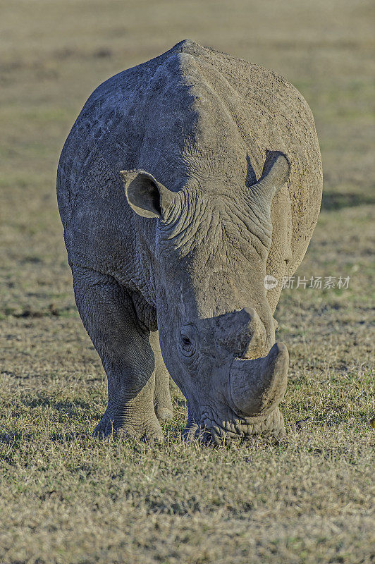 白犀牛或方唇犀牛(角鼻犀)是现存最大的犀牛物种。肯尼亚莱基皮亚县的奥佩杰塔保护区