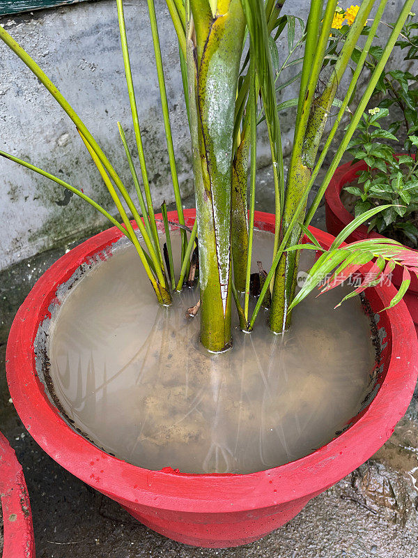 特写图像的行过度浇水，红色釉盆的棕榈树，潮湿和潮湿的泥坑土壤，上升的观点，重点在前景